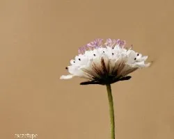 Cephalaria gigantea