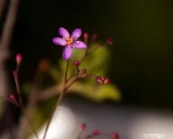 Talinum paniculatum