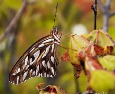 Agraulis vanillae