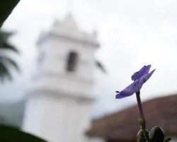 Violeta imponente