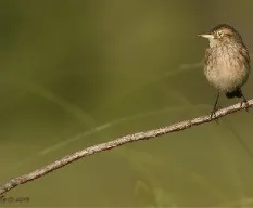 Hymenops perspicillatus