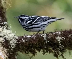 Mniotilta varia
