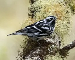 Mniotilta varia