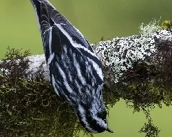 Mniotilta varia