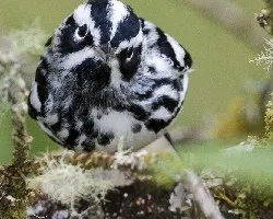 Mniotilta varia