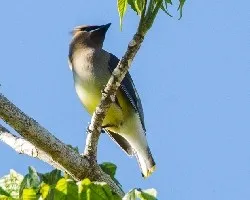 Bombycilla cedrorum