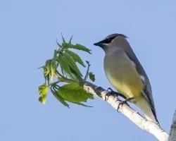 Bombycilla cedrorum