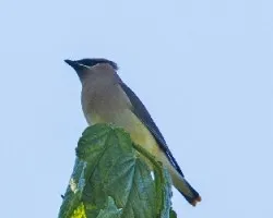 Bombycilla cedrorum