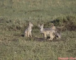 Cachorros