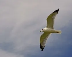 Larus delawarensis