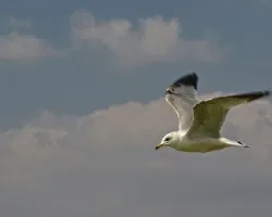 Larus delawarensis