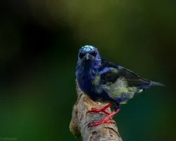 Cyanerpes cyaneus