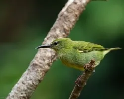 Cyanerpes cyaneus