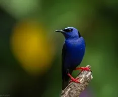 Cyanerpes cyaneus