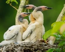Anhinga anhinga