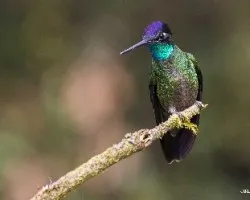 Eugenes fulgens