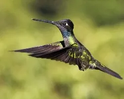 Eugenes fulgens