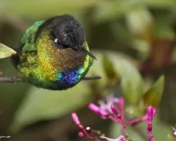 Eugenes fulgens