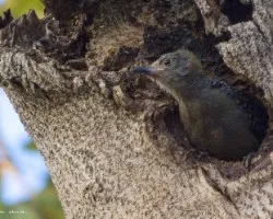 Melanerpes hoffmannii
