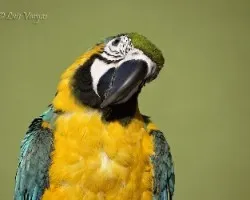 Ara ararauna