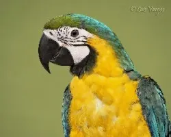 Ara ararauna
