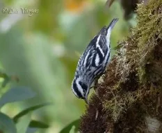 Mniotilta varia