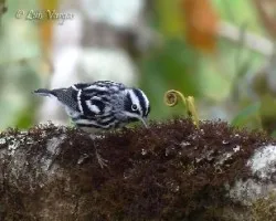 Mniotilta varia