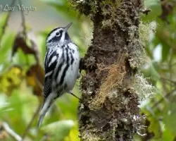 Mniotilta varia
