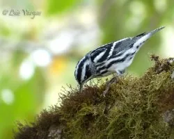 Mniotilta varia