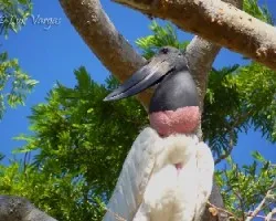 Jabiru mycteria