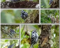 Mniotilta varia