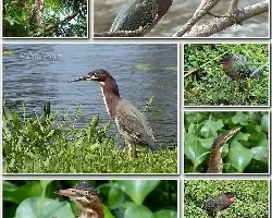 Butorides virescens