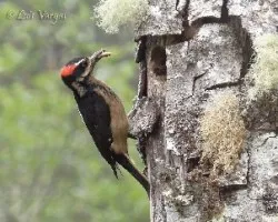Picoides villosus