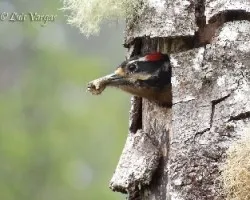 Picoides villosus