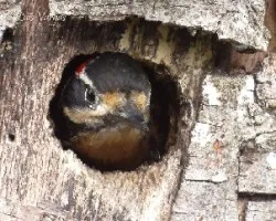 Picoides villosus