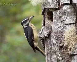 Picoides villosus