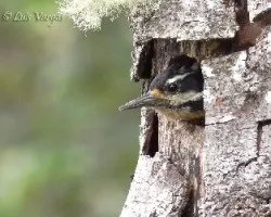 Picoides villosus