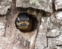 Picoides villosus