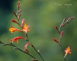 Flores