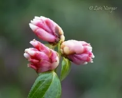 Flores
