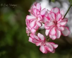 Flores