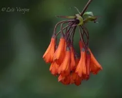Flores