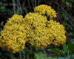 Flores