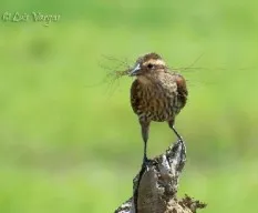 Agelaius phoeniceus