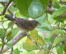 Volatinia jacarina