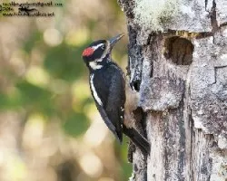 Picoides villosus