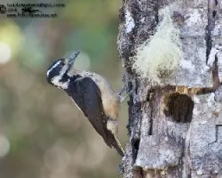 Picoides villosus