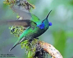Colibri thalassinus