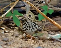 Seiurus aurocapilla