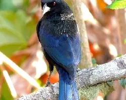 Molothrus aeneus